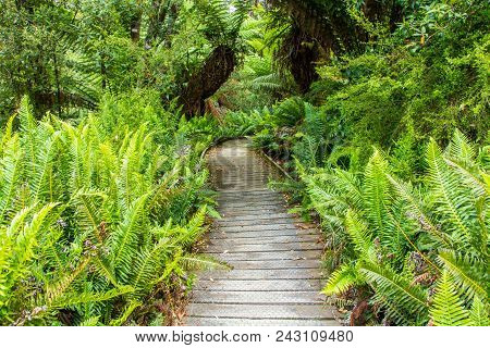 Boardwalk Leading Through Hastings Cave Nature Reserve Temperate Rainforest And River