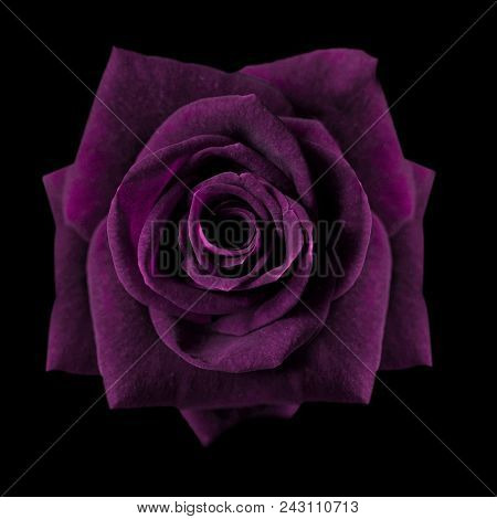 Dark Purple Roses Background, Purple Rose Isolated On Black Background, Greeting Card With A Luxury 