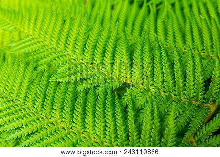 Tree Fern Frond Pattern Abstract, Background Texture