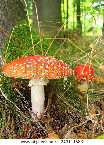 Agaric Amanita Muscaia Mushrooms Detail In Forest, Under The Tree