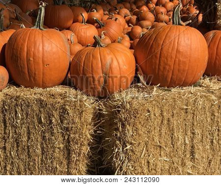 An Outdoor Display Of A Crop Of Large Pumpkins On Top Of Hay Bales Ready For The Fall Season And Its