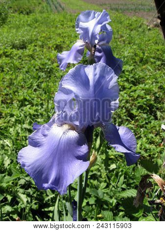 Group Of Blue Irises In The Ukrainian Garden, Perennial Garden. Gardening. Bearded Iris.