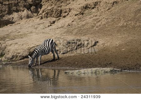 Zebra drikke vand i Talek floden whild en Nile krokodille basks i solen.