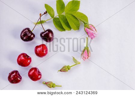 In Spring, In Summer, A Tree Weighs A Tree With Three Cherry Sweet Cherries A Little With A Rose, Ar