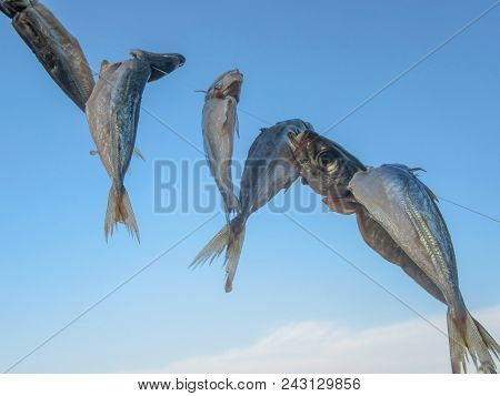 Mackerel (caranx Trachurus) Strung On A Fishing Line Is Dried. On The Background Of The Blue Sky.