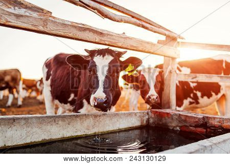 Cows Drinking Water On Farm Yard At Sunset. Cattle Eating And Walking Outdoors In Countryside.