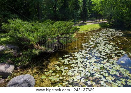 Pond In Japanese Gareden. Moscow Russia May 30, 2018