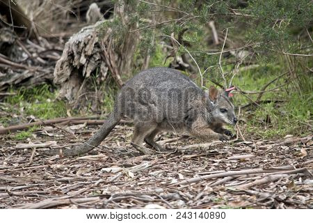 The Tammar Wallaby Is Searching For Food In The Scrub