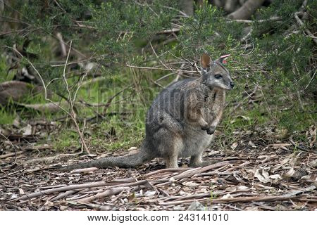 The Tammar Wallaby Is Searching For Food In The Scrub