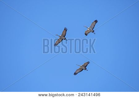 Sandhill Crane Trio In Flight Near Kearny, Nebraska