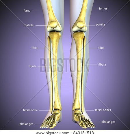 3d Illustration Of Human Skeleton Legs Stock Photo Anatomy