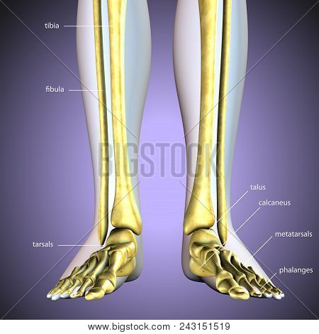 3d Illustration Of Human Skeleton Legs Stock Photo Anatomy
