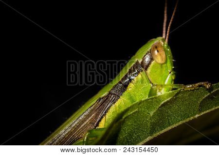 Grasshopper, Animal, Insect, Vector, Nature, Macro, Cricket, Green, Isolated, White, Illustration, B
