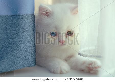 Adorable Pure White With Odd Different Blue And Green Eyes Persian Cat Sitting Behind The Navy Blue 