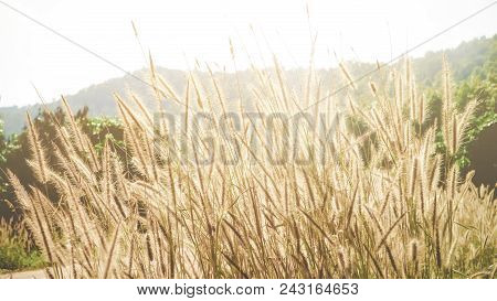 Beautiful Grass Flower With Sunlight, Naturally Beautiful Flowers In The Garden, Process In Soft Ora