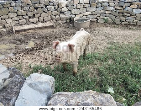 Pig In Enclosure With Mud And Rock Or Stone Wall