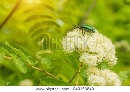 Green Beetle On A Flower Of Mountain Ash