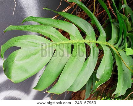 Green Monstera Leaves Or Swiss Cheese Plant On Blur Concrete Background. Top View, Ecological Concep