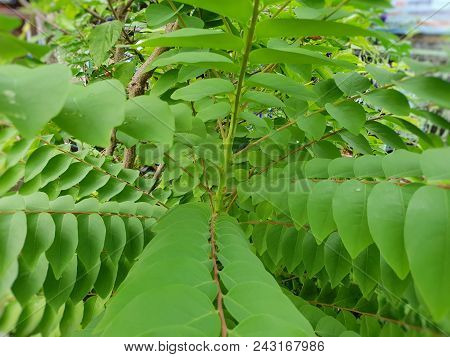 Close Up Of Leaves Phyllanthus Acidus As A Background. Natural Green Wallpaper, Ecological Concept. 