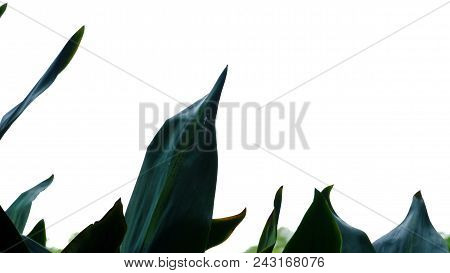 Palm Tree Leaves On White Isolated Background For Green Foliage Backdrop