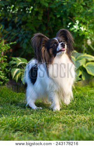 Home Pet, Dog Of The Breed Papillon In The Garden