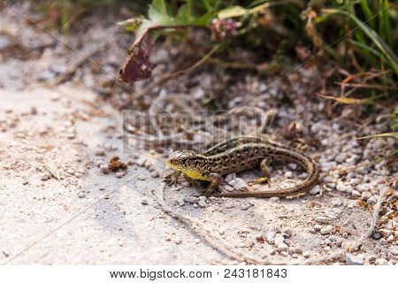 Pregnant German Common Wall Lizard In The Garden