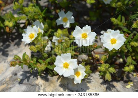 Montpellier Cistus White Flowers - Latin Name - Cistus Monspeliensis