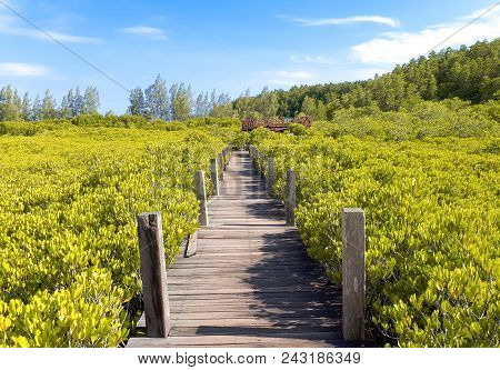 Tung Prong Thong - Mangrove Forest Boardwalk At Pak Nam Krasae, Klaeng District, Rayong, Thailand