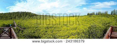 Panorama Shot Of Tung Prong Thong - Mangrove Forest Boardwalk At Pak Nam Krasae, Klaeng District, Ra