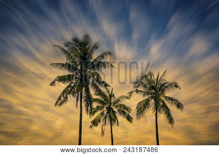 Coconut Trees On A Evening Sky Background