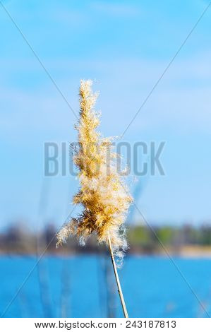 Dry Grass Swaying In The Wind. Phalaris Arundinacea Or Reed Canary Grass. Beautiful Marsh Grass.