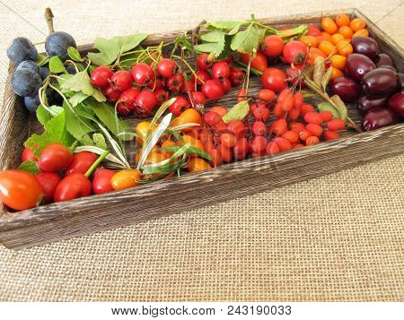 Wild Fruits In Wooden Box With Barberries, Cornelian Cherries, Sea Buckthorn Fruits, Rose Hips, Sloe