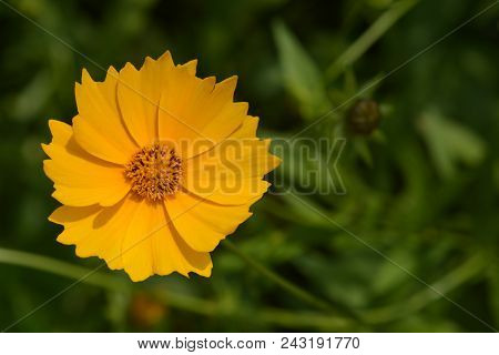 Star Tickseed Yellow Flower - Latin Name - Coreopsis Pubescens