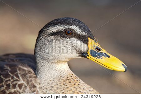 Foto de hermoso pato con pico amarillo