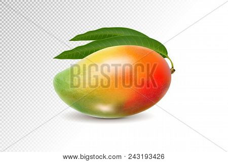 3d Realistic Orange Red Green Mango On Transparent Background, Mesh Vector Illustration.