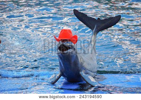 Orcaella Brevirostris Showing Its Talent By Wearing A Red Hat