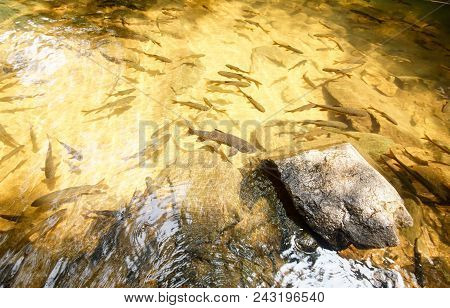 Mahseer Barb In Phlio Waterfall Chanthaburi, Thailand