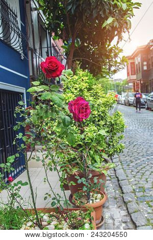 Beautiful Decoration Of Street In Kuzguncuk District With Flowers And Plants