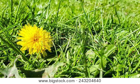 Closeup Of A Bright Yellow Blooming Sow Thistle (sonchus Oleraceus) On Green Grass Background