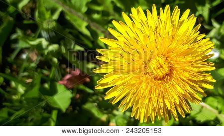 Closeup Of A Bright Yellow Blooming Sow Thistle (sonchus Oleraceus) On Green Grass Background