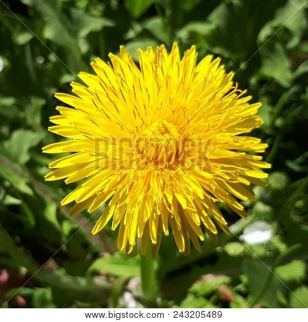 Closeup Of A Bright Yellow Blooming Sow Thistle (sonchus Oleraceus) On Green Grass Background