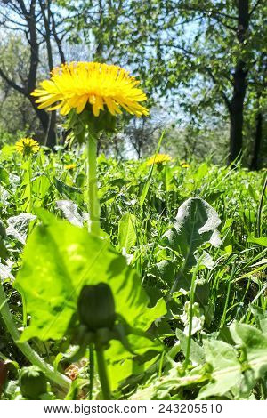 Closeup Of A Bright Yellow Blooming Sow Thistle (sonchus Oleraceus) On Green Grass Background