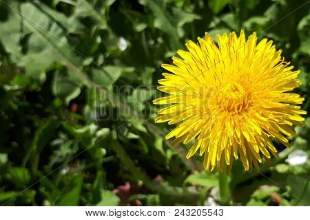 Closeup Of A Bright Yellow Blooming Sow Thistle (sonchus Oleraceus) On Green Grass Background