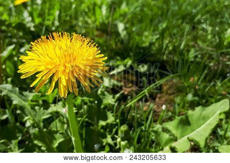 Closeup Of A Bright Yellow Blooming Sow Thistle (sonchus Oleraceus) On Green Grass Background