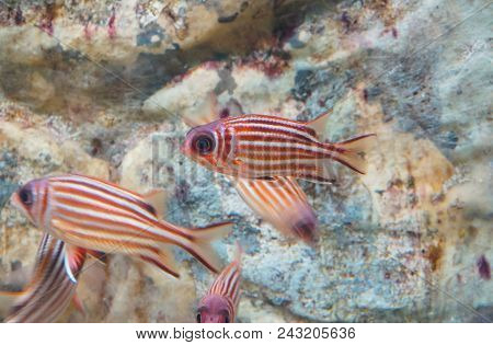 Closeup Of Red Soldier Fish (holocentrus Rubrum)