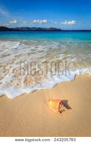 Conch on a beautiful beach on a small island in BVI