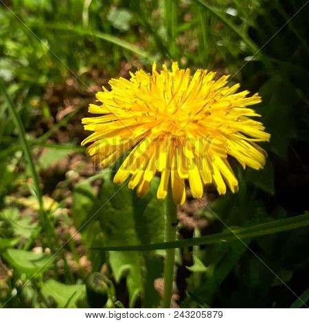 Closeup Of A Bright Yellow Blooming Sow Thistle (sonchus Oleraceus) On Green Grass Background