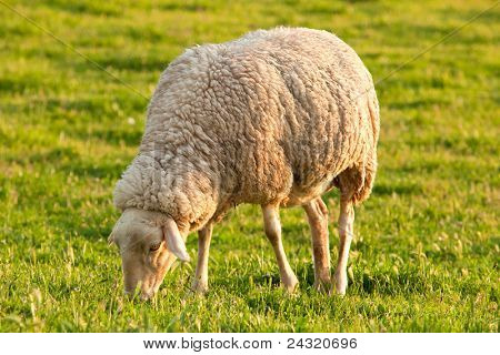 Yeşil alana koyun otlatma beyaz