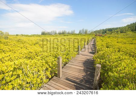 Tung Prong Thong - Mangrove Forest Boardwalk At Pak Nam Krasae, Klaeng District, Rayong, Thailand
