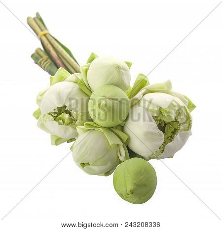 Lotus Lobes An Issolated On A White Background